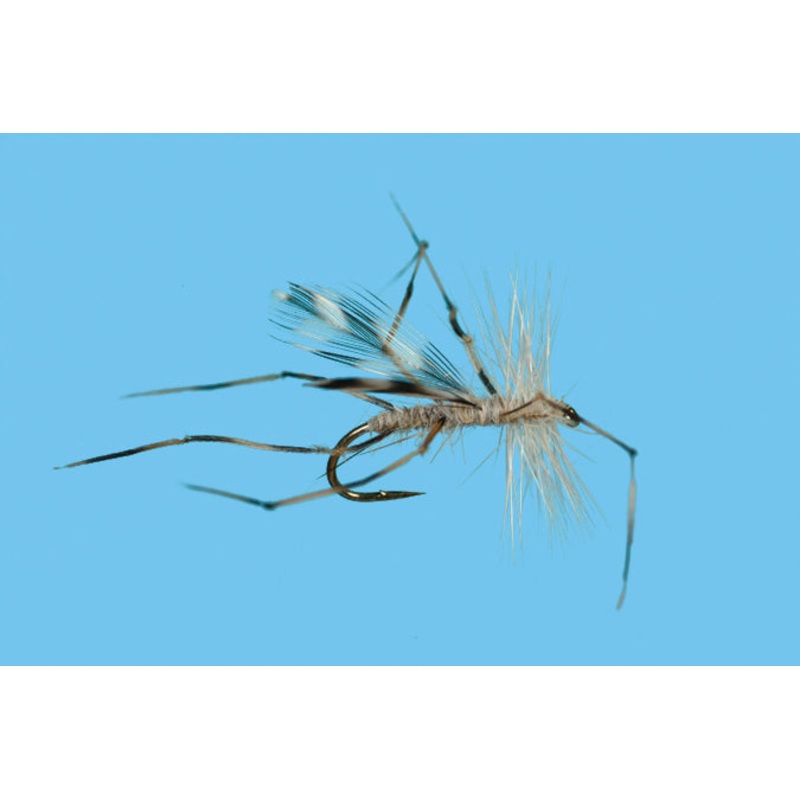 Solitude Crane Fly